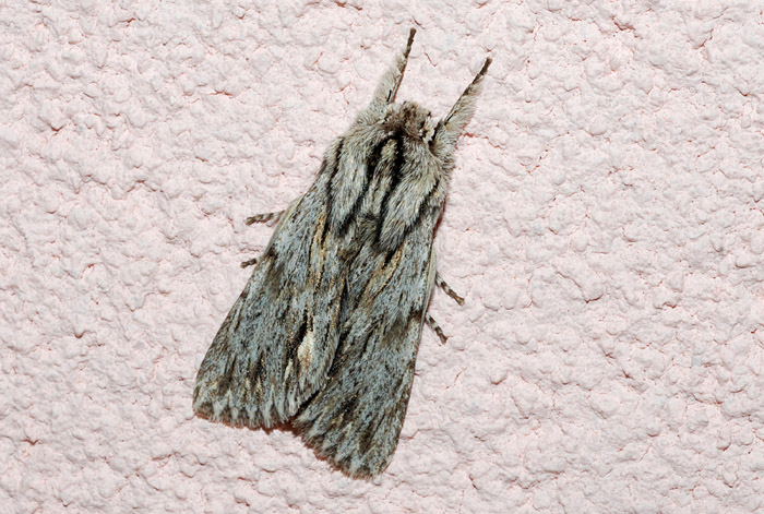 Noctuidae da confermare